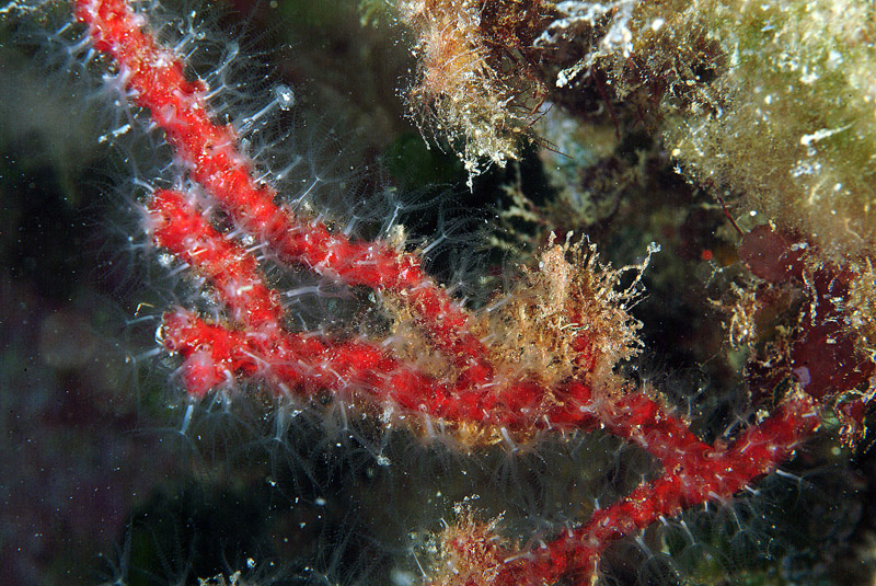 Cnidaria - Paramuricea clavata (Risso, 1826)